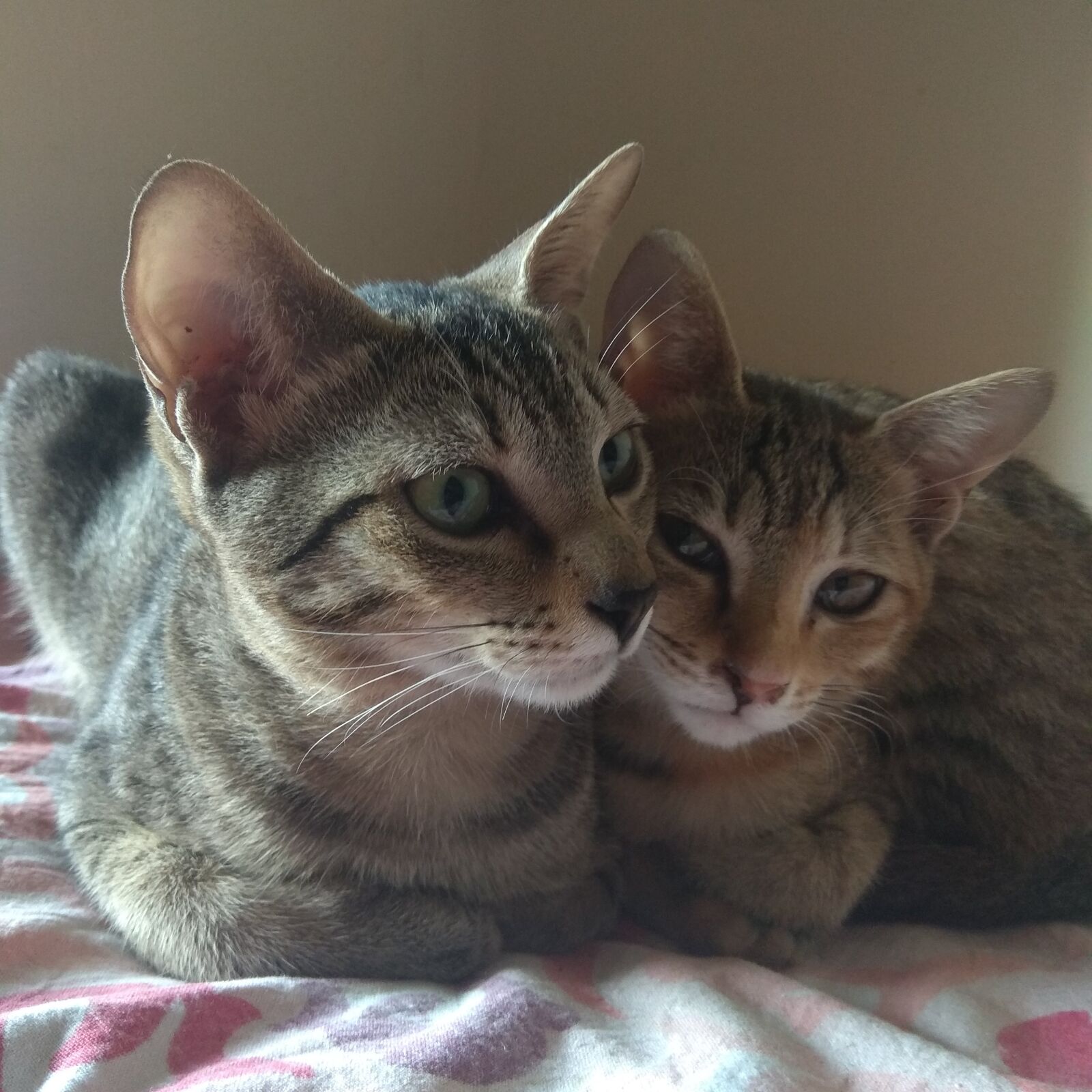 Xiaomi Redmi Note 4 sample photo. Cat, couple, indoor photography