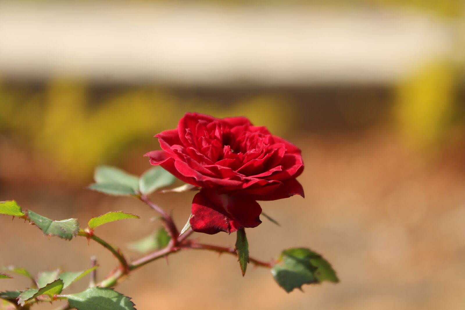 Canon EOS 600D (Rebel EOS T3i / EOS Kiss X5) sample photo. Flower, beautiful, nature photography