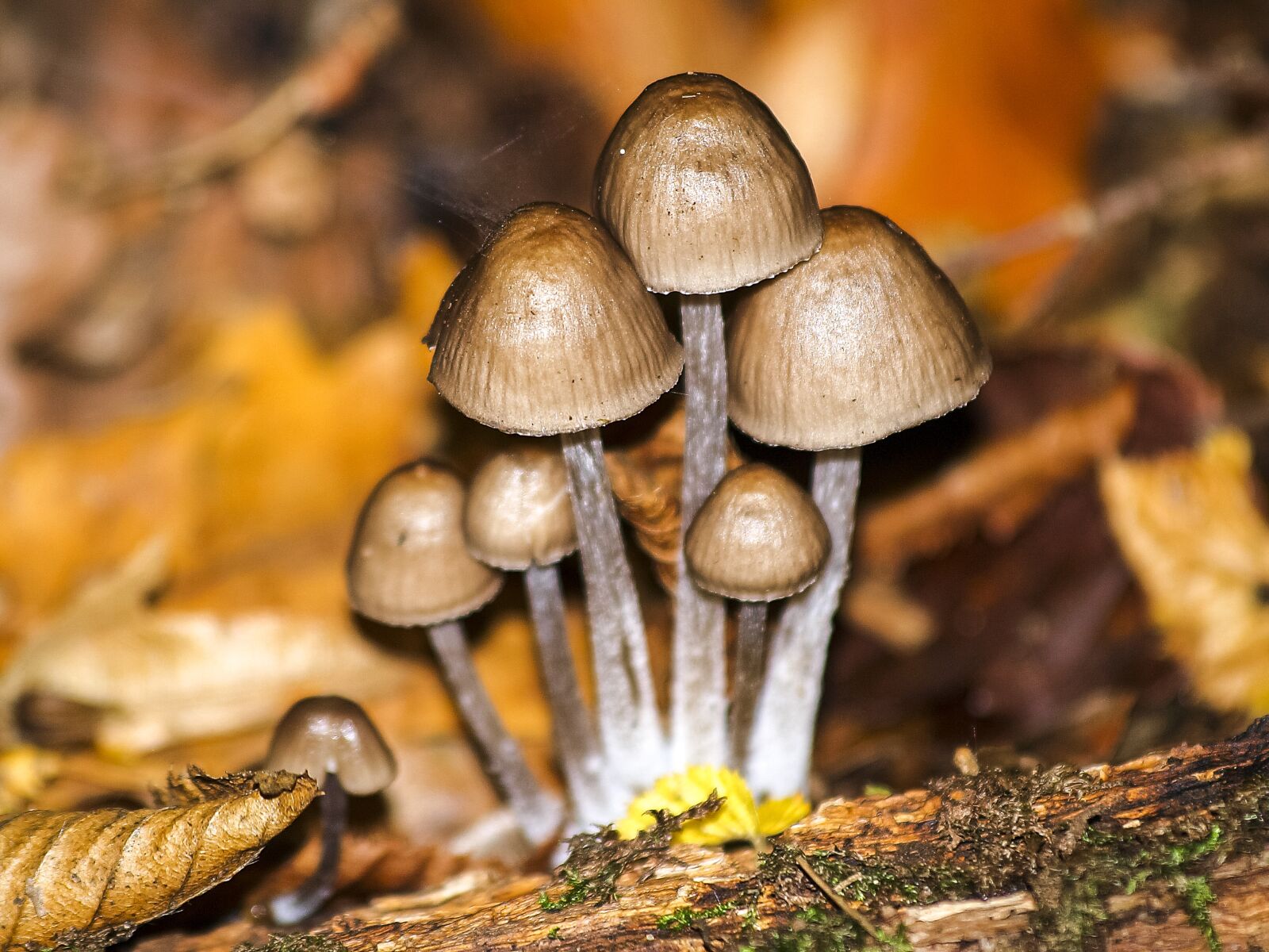 Olympus E-3 sample photo. Mushroom, nature, forest photography