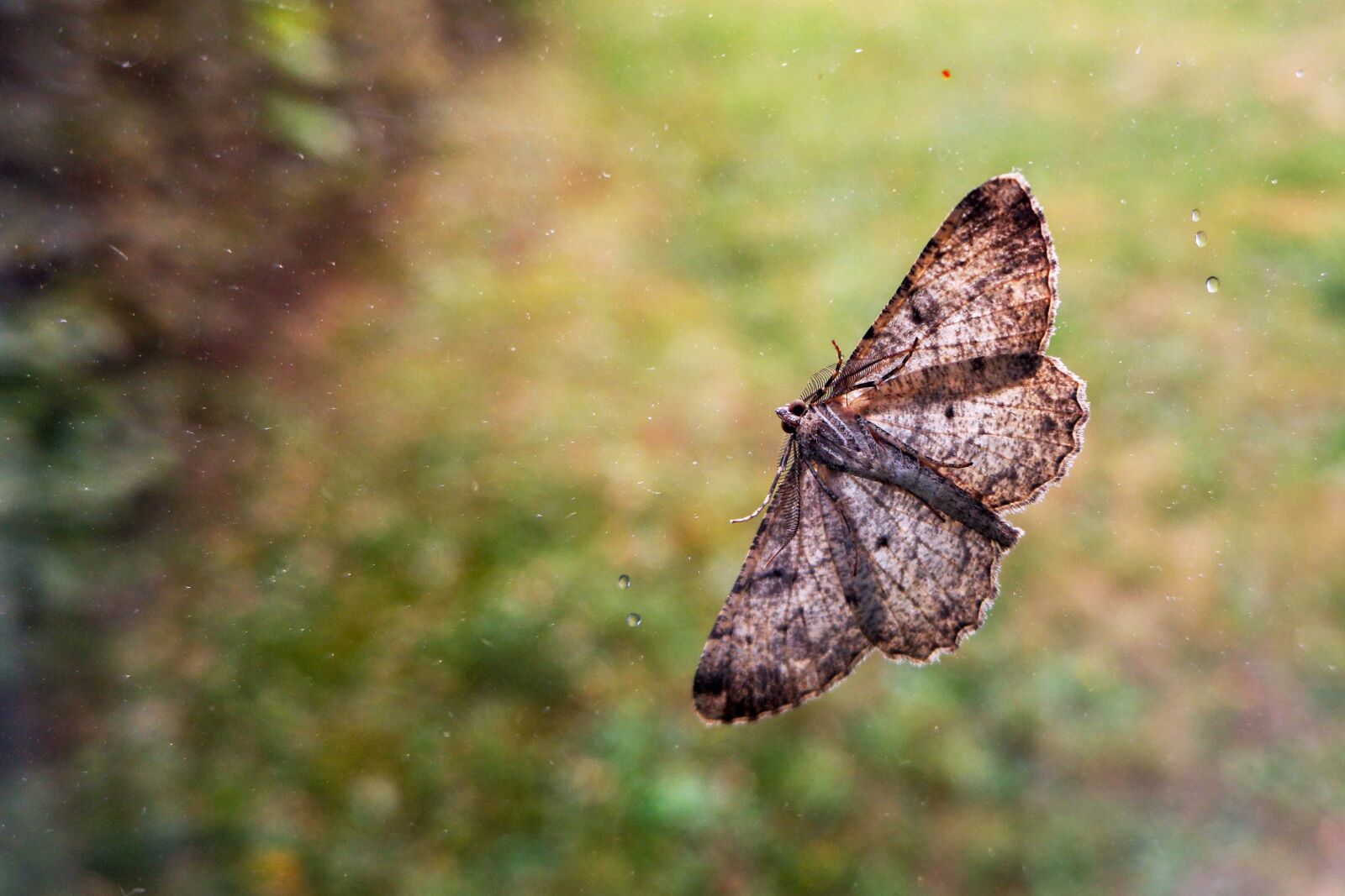 HUAWEI CLT-L29 sample photo. Butterfly, moth, insect photography