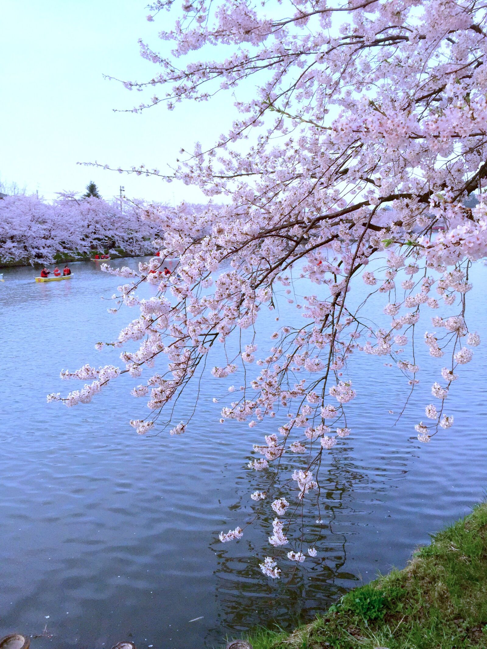 iPhone 6 back camera 4.15mm f/2.2 sample photo. Do blossoms, cherry blossoms photography