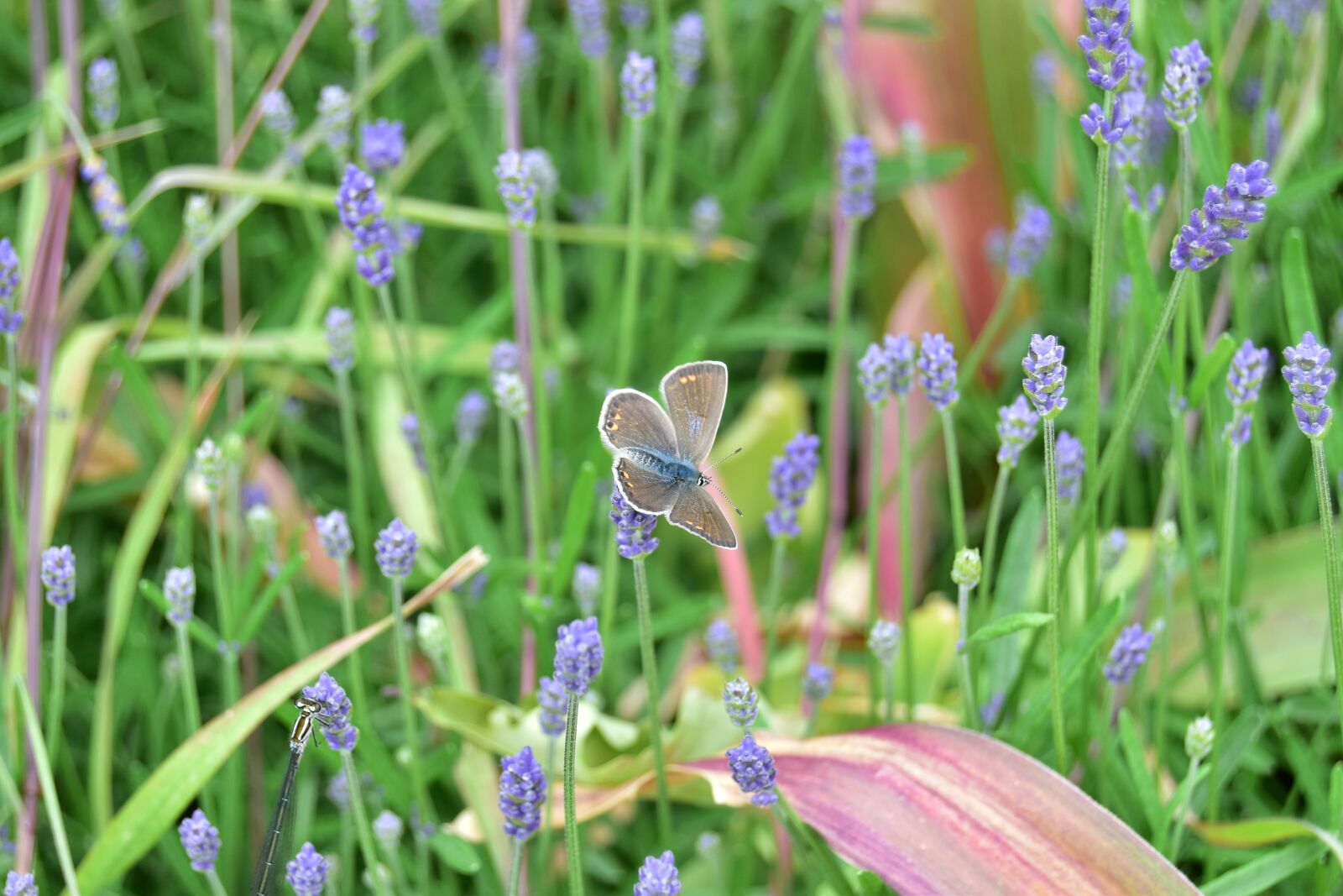 Nikon D5600 sample photo. Butterfly, insect, lavender photography