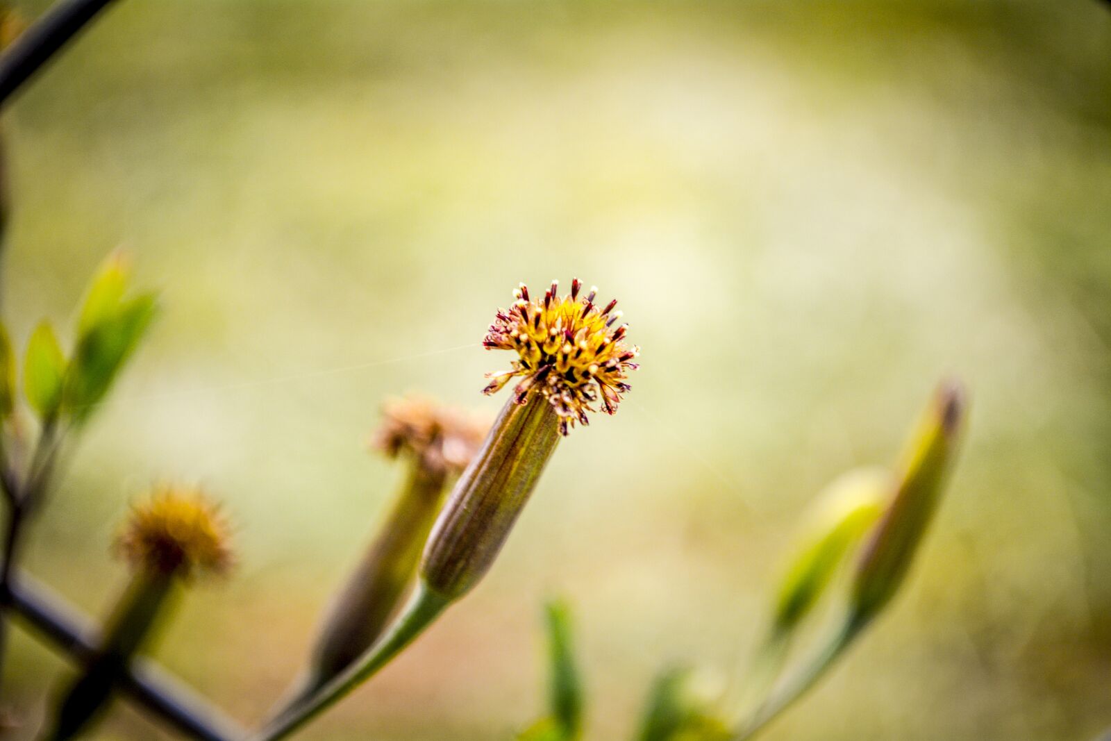 Nikon D5200 sample photo. Flower, macro, nature photography