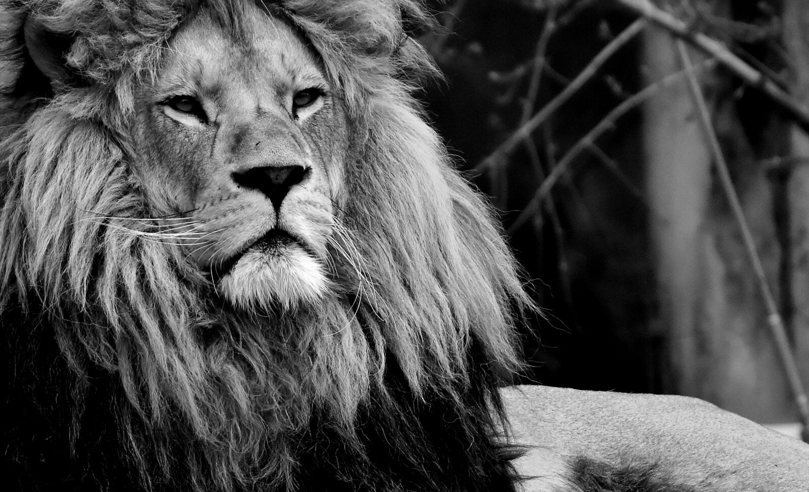 Nikon D7200 sample photo. Lion, predator, black and photography