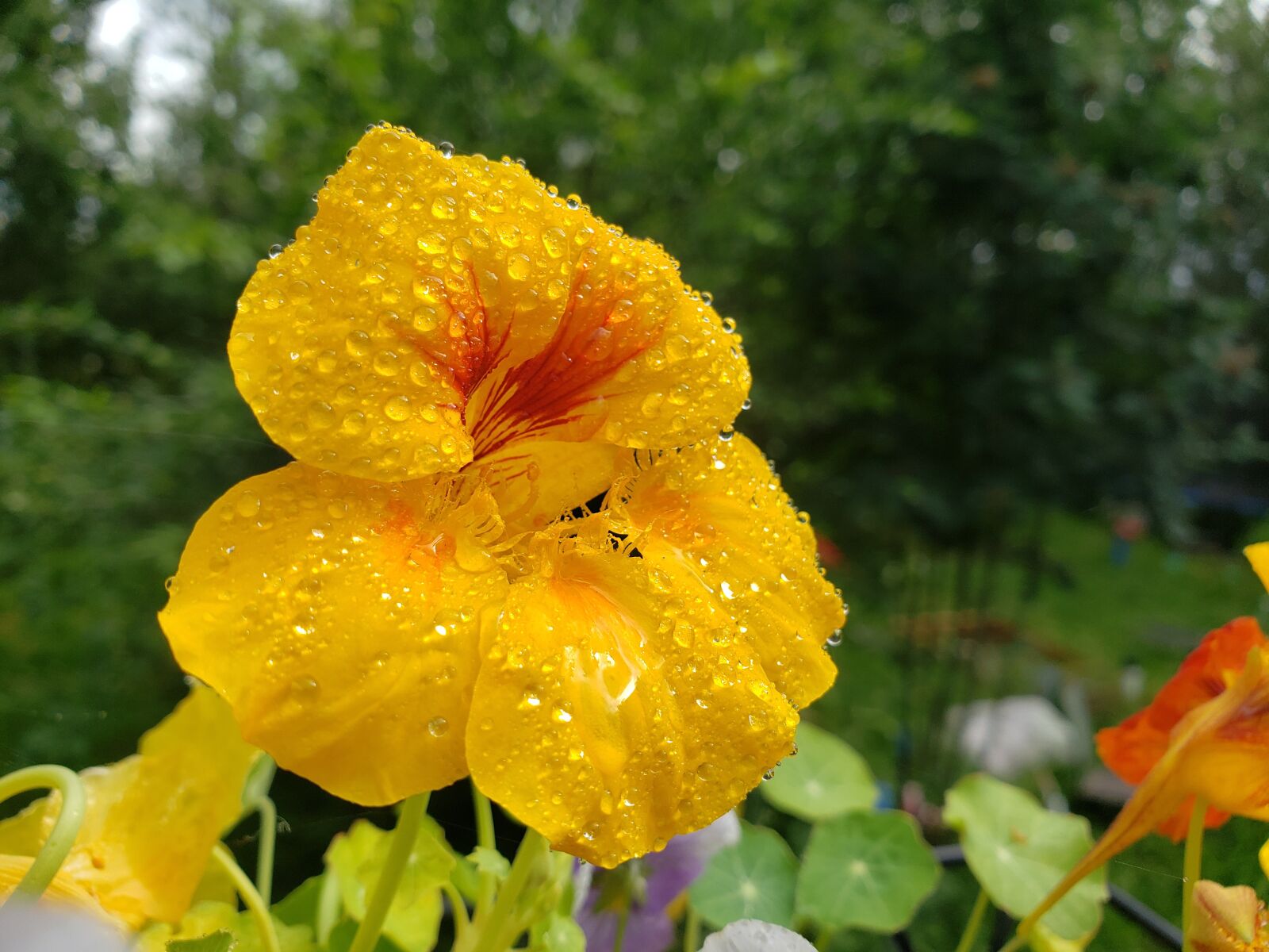 Samsung Galaxy S9 sample photo