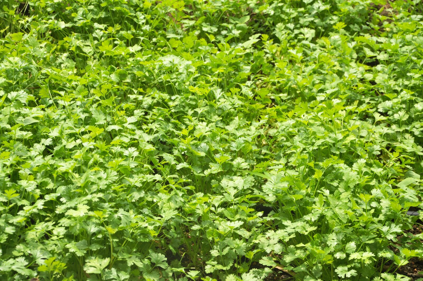 Nikon D90 sample photo. Coriander, horta, cultivation photography