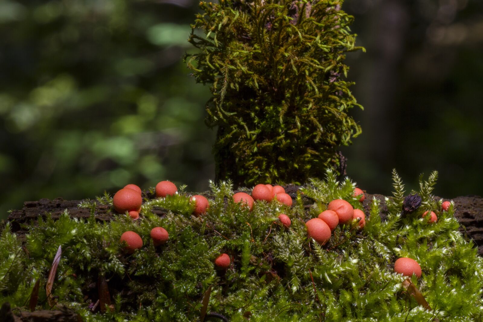 Canon EOS 7D sample photo. Blood milk mushroom, sponge photography