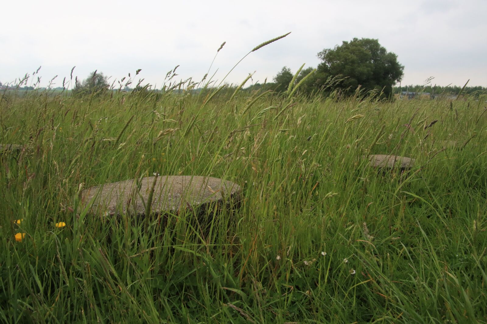 Canon EOS 7D Mark II sample photo. Country, field, flowers, grass photography