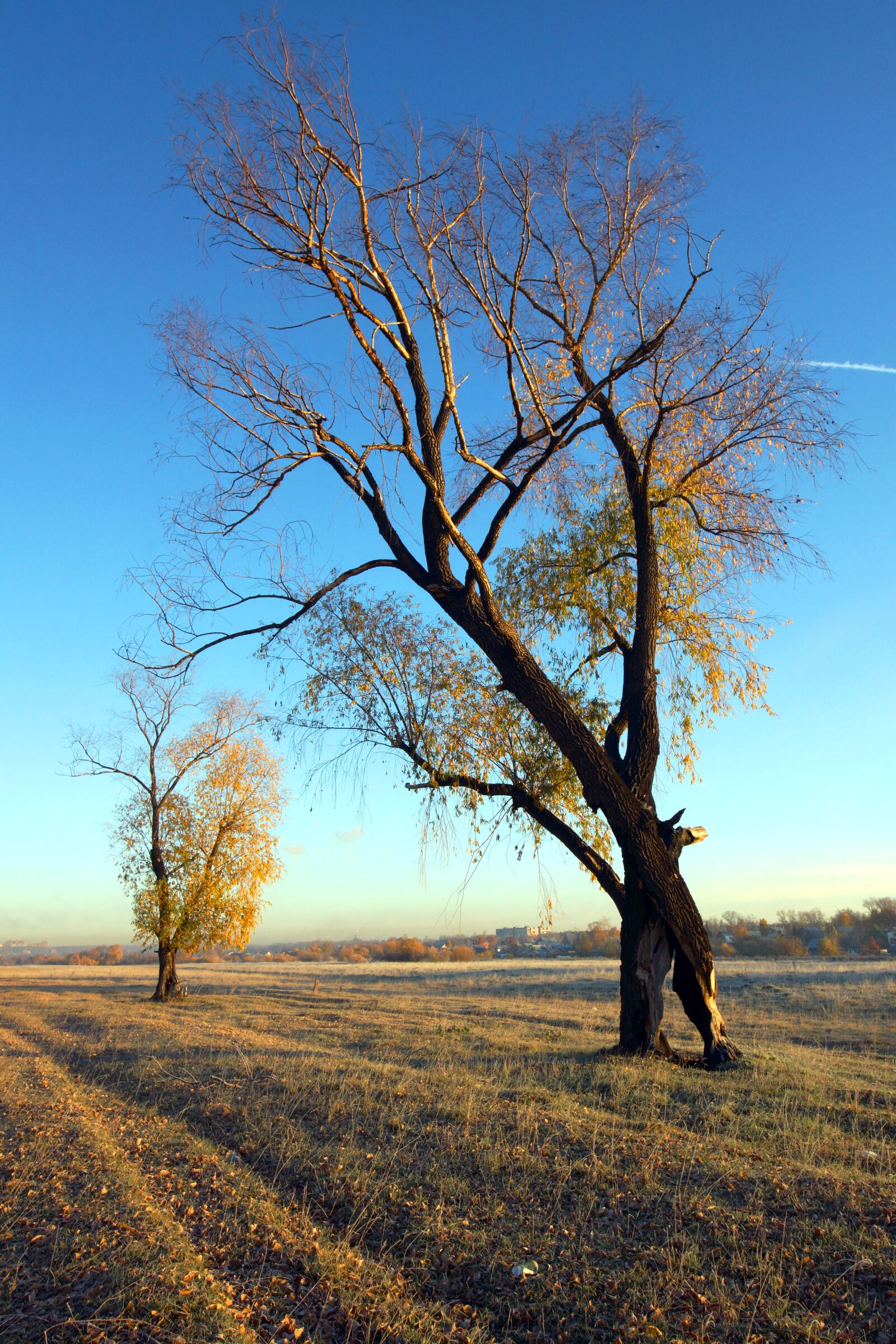 Sony SLT-A77 sample photo. Sky, blue, trees photography