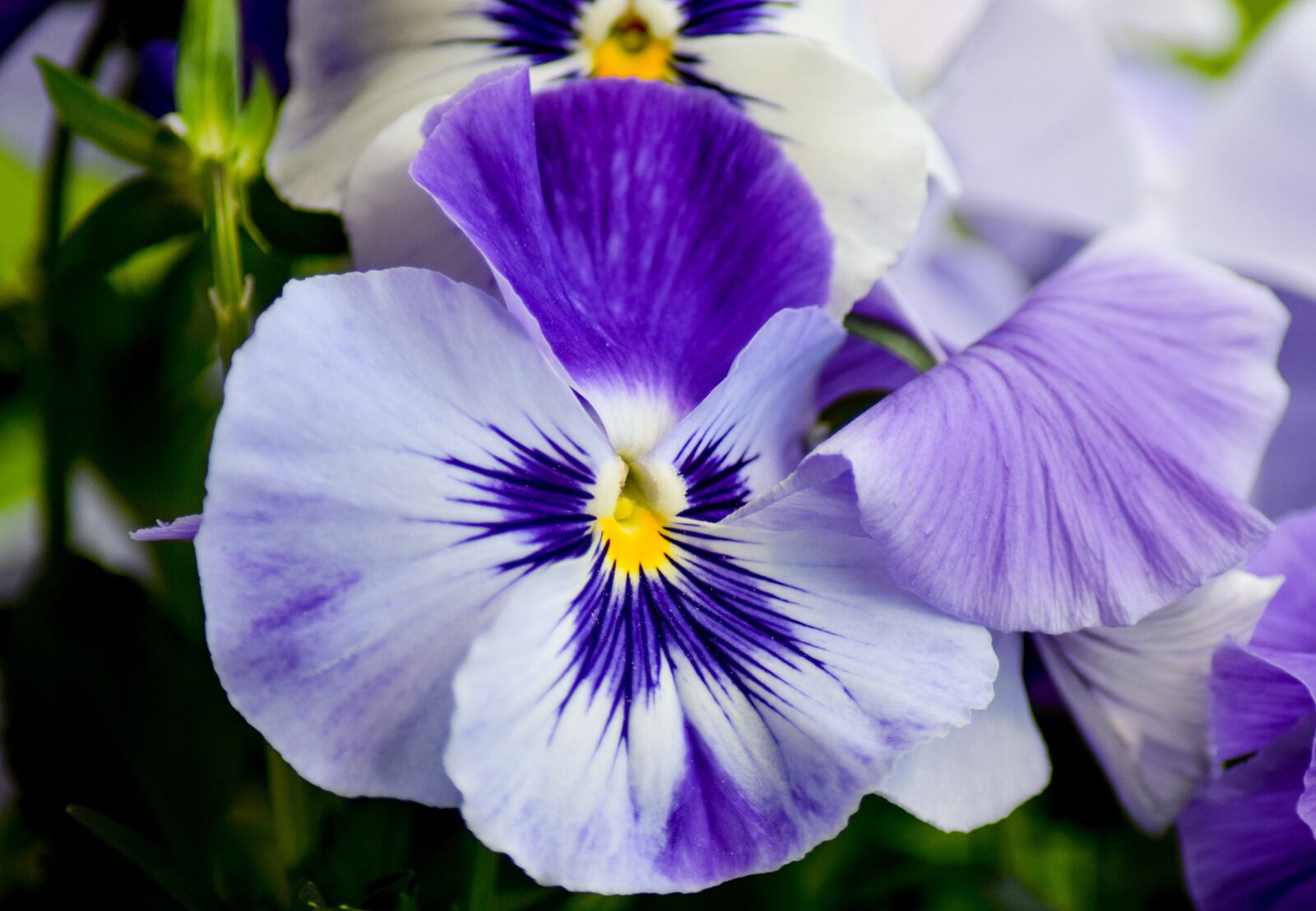 Nikon D5300 sample photo. Pansy, flower, purple flower photography