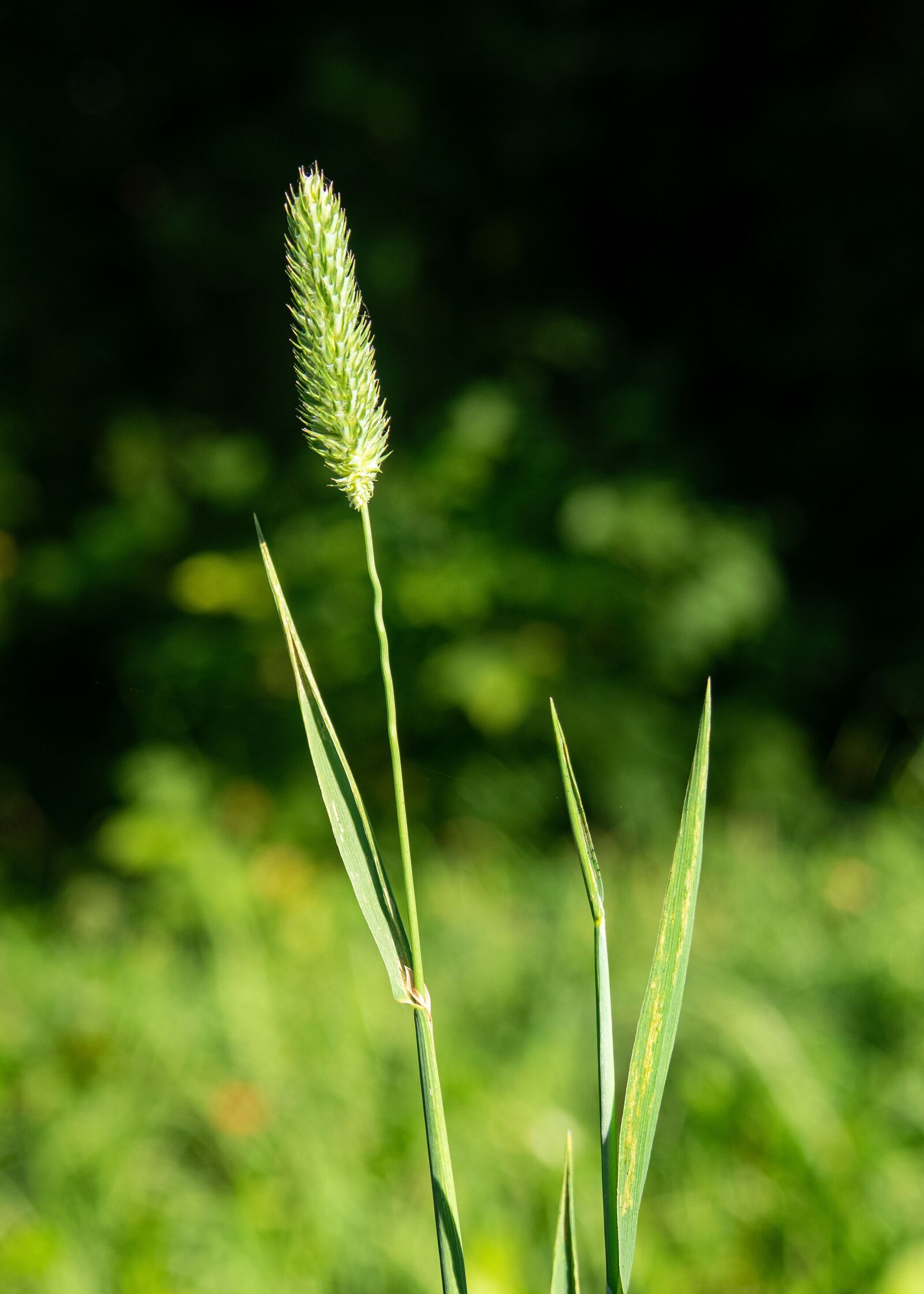 Canon PowerShot G3 X sample photo. Grass, plant, flora photography