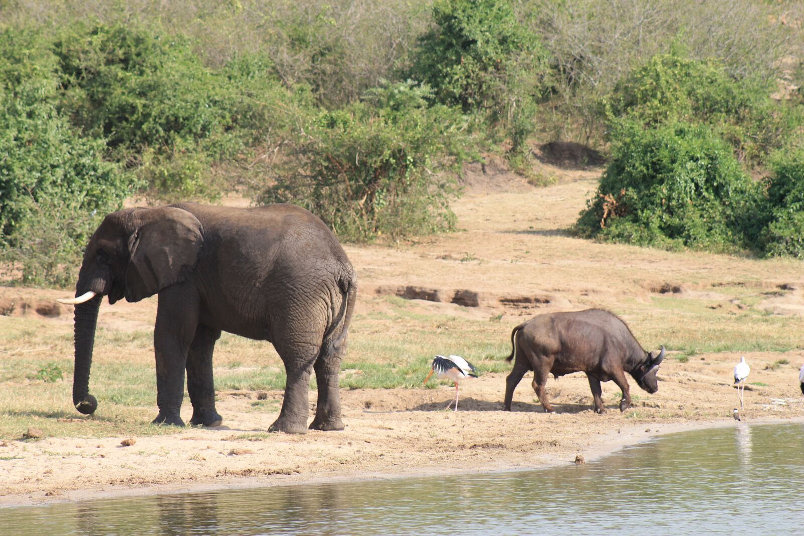 Canon EOS 1100D (EOS Rebel T3 / EOS Kiss X50) sample photo. East africa, kenya, safari photography