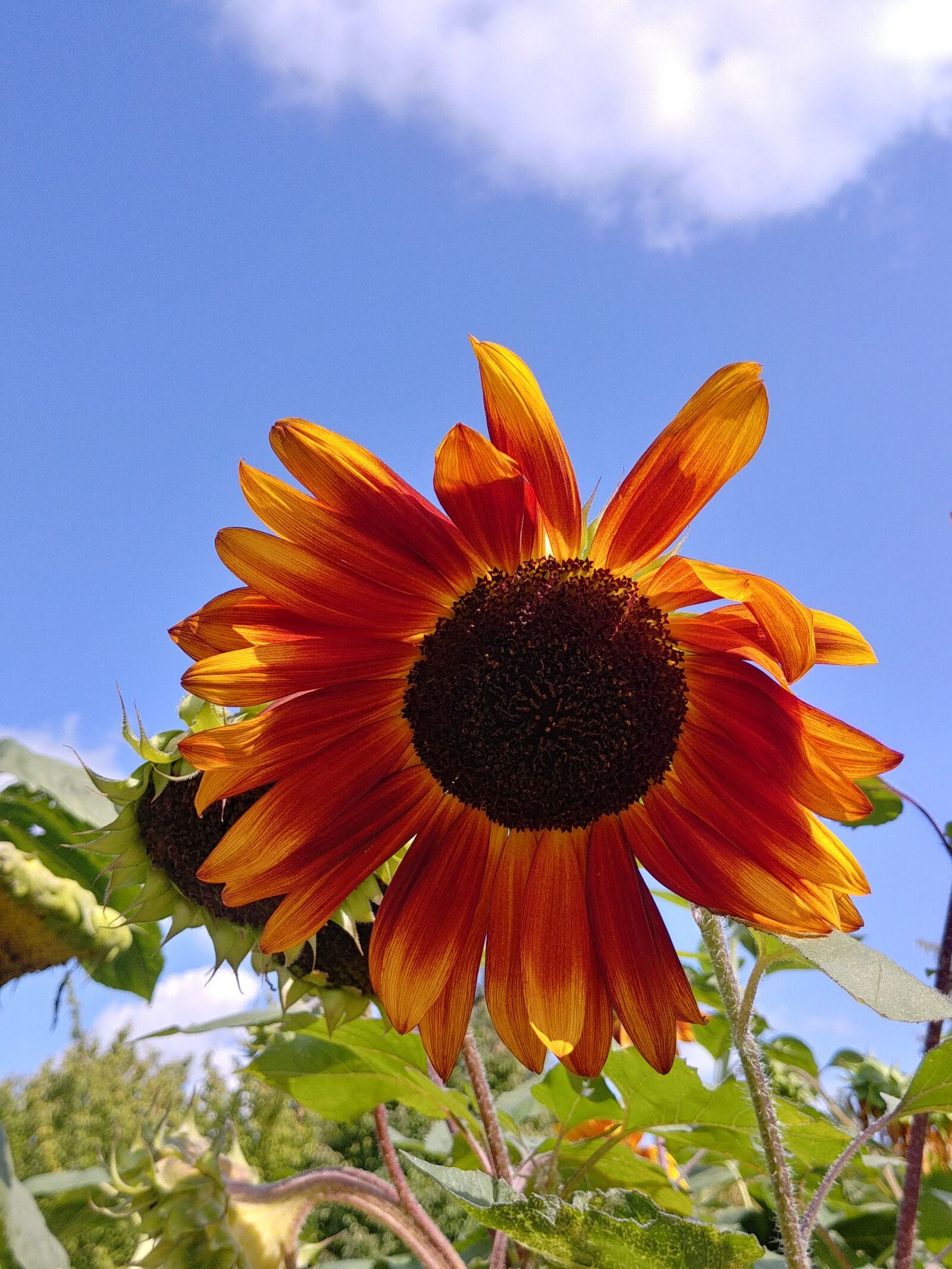 LG G6 sample photo. Summer, sunflower, yellow photography