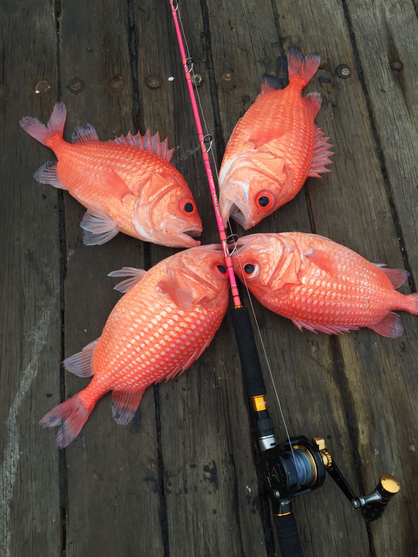 iPhone 6 Plus back camera 4.15mm f/2.2 sample photo. Sea, sea fishing, fish photography