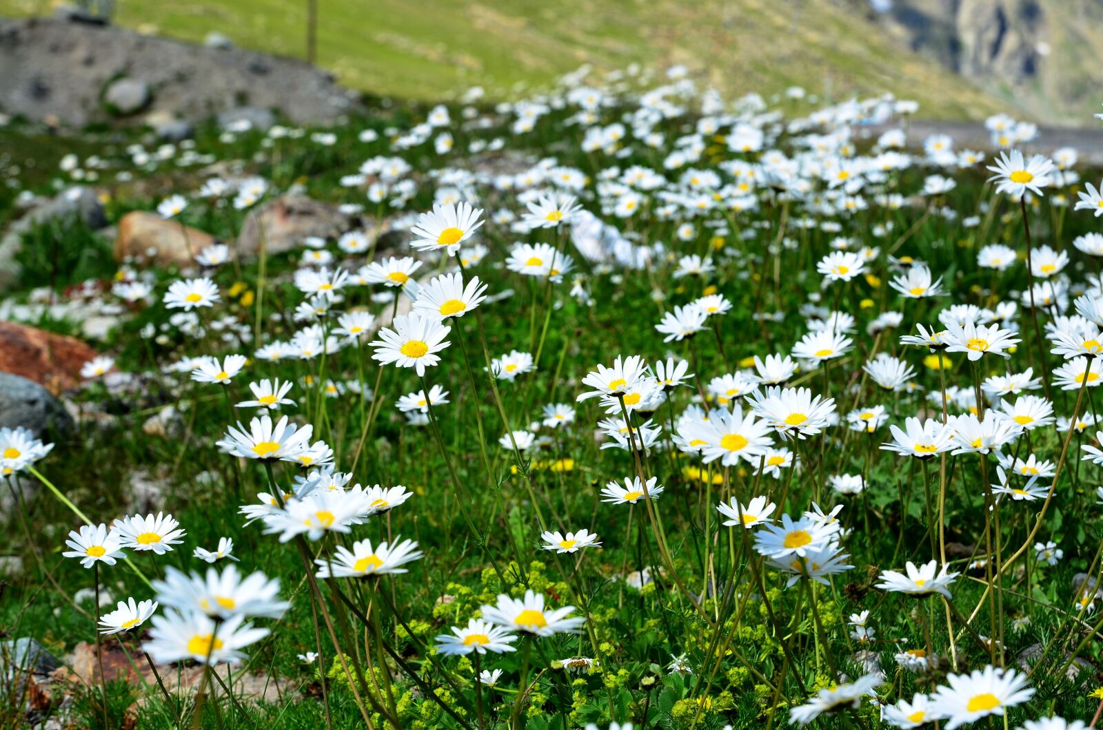 Nikon D5100 sample photo. Nature, spring, flowers photography