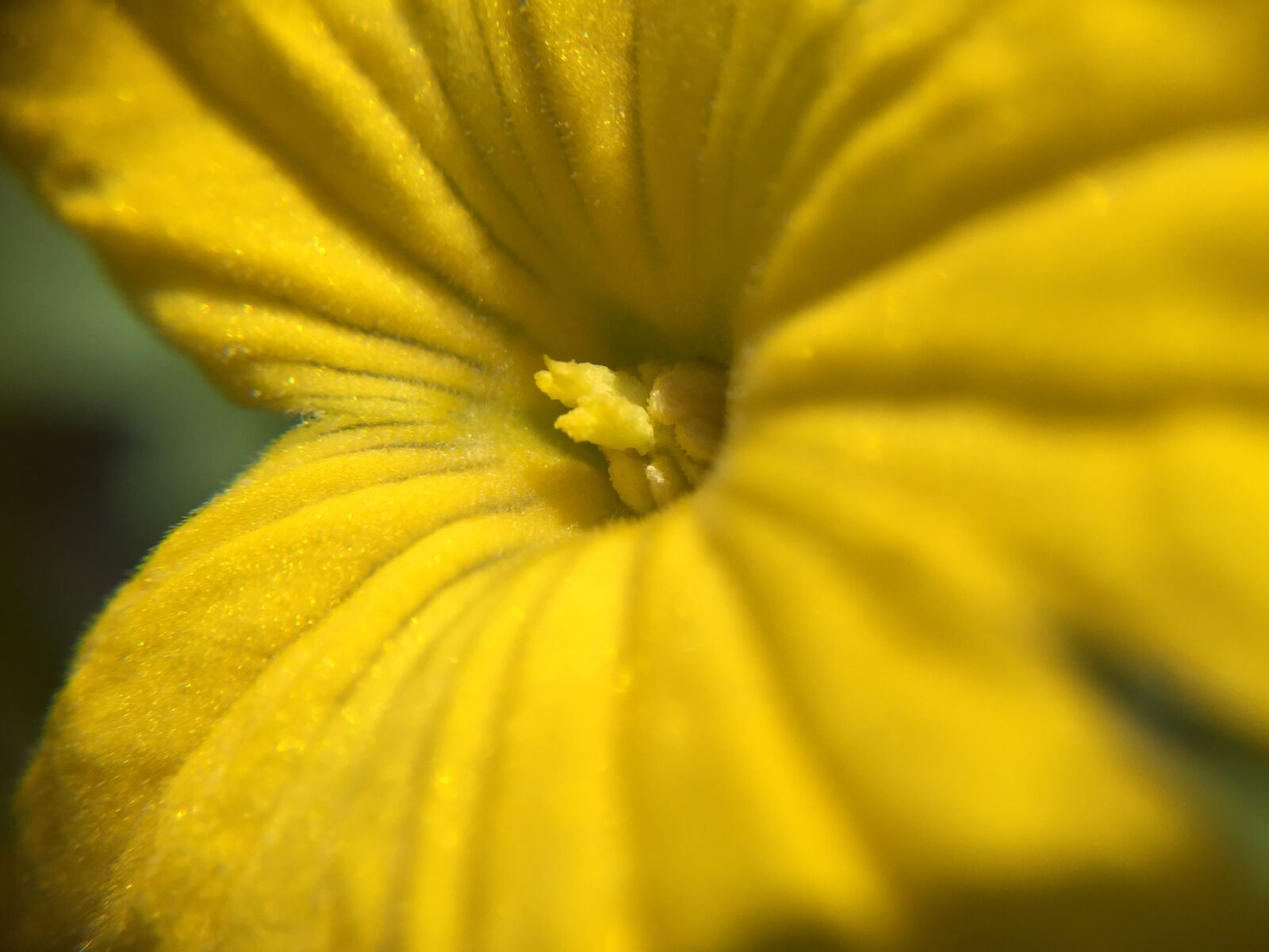 iPhone 6 back camera 4.15mm f/2.2 sample photo. Macro, yellow, nature photography