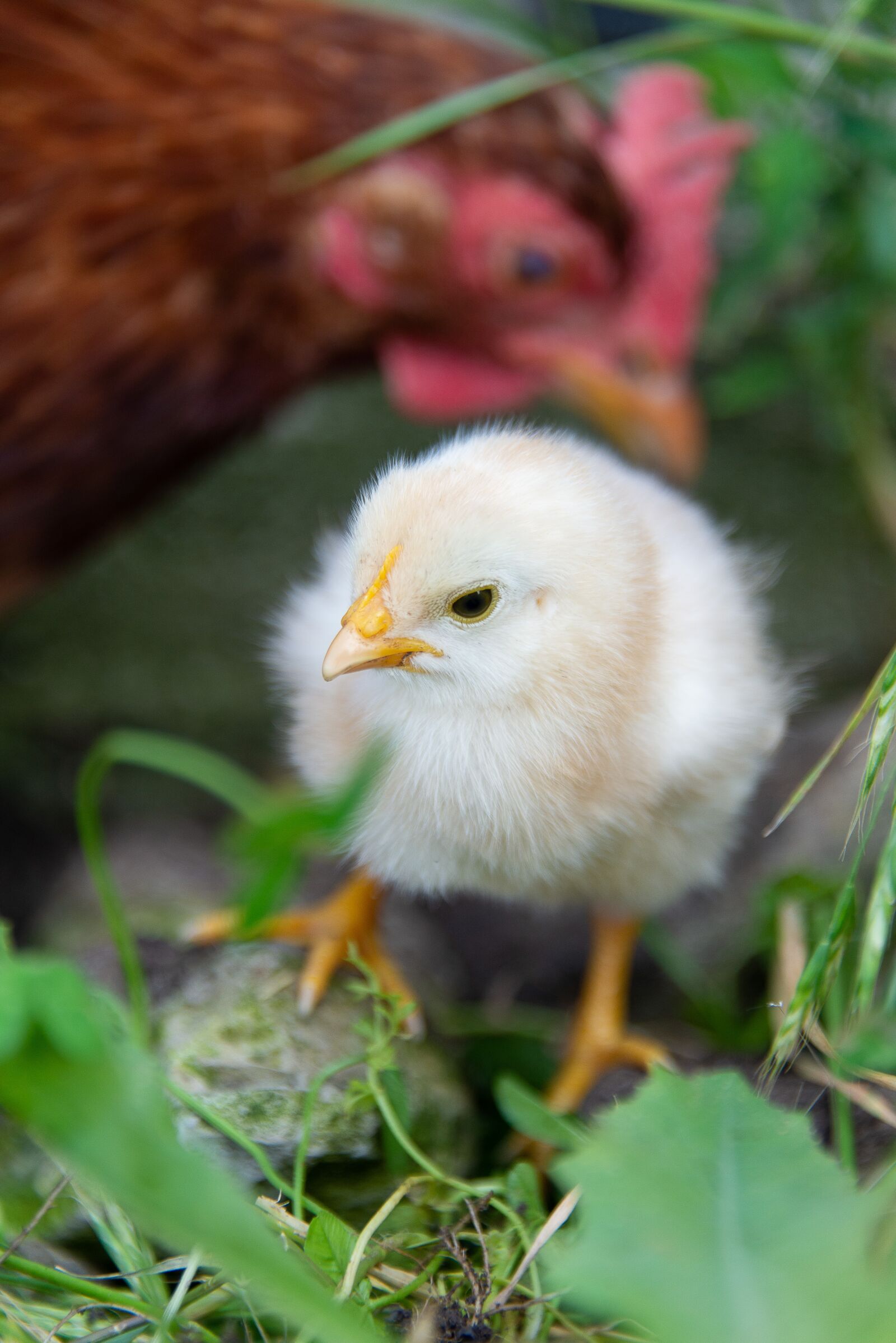Nikon D600 sample photo. Easter, chick, spring photography