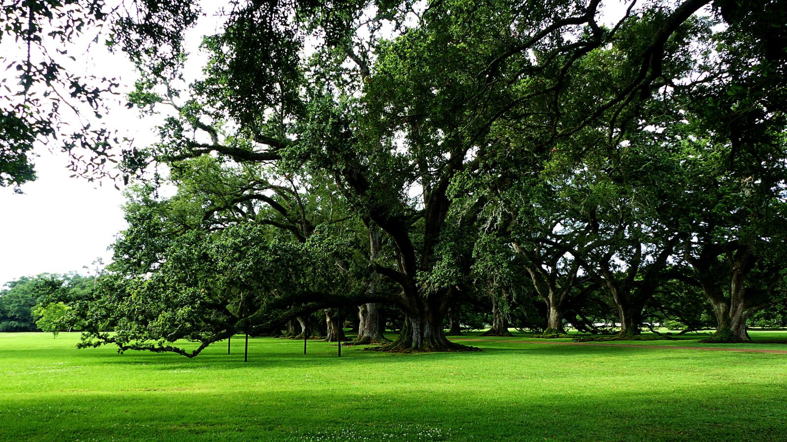 Panasonic Lumix DMC-FZ200 sample photo. Trees, louisiana, america photography