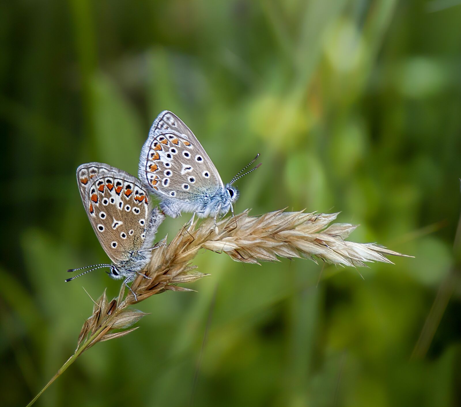 Canon EF-S 55-250mm F4-5.6 IS sample photo. Butterfly, common blue, pair photography