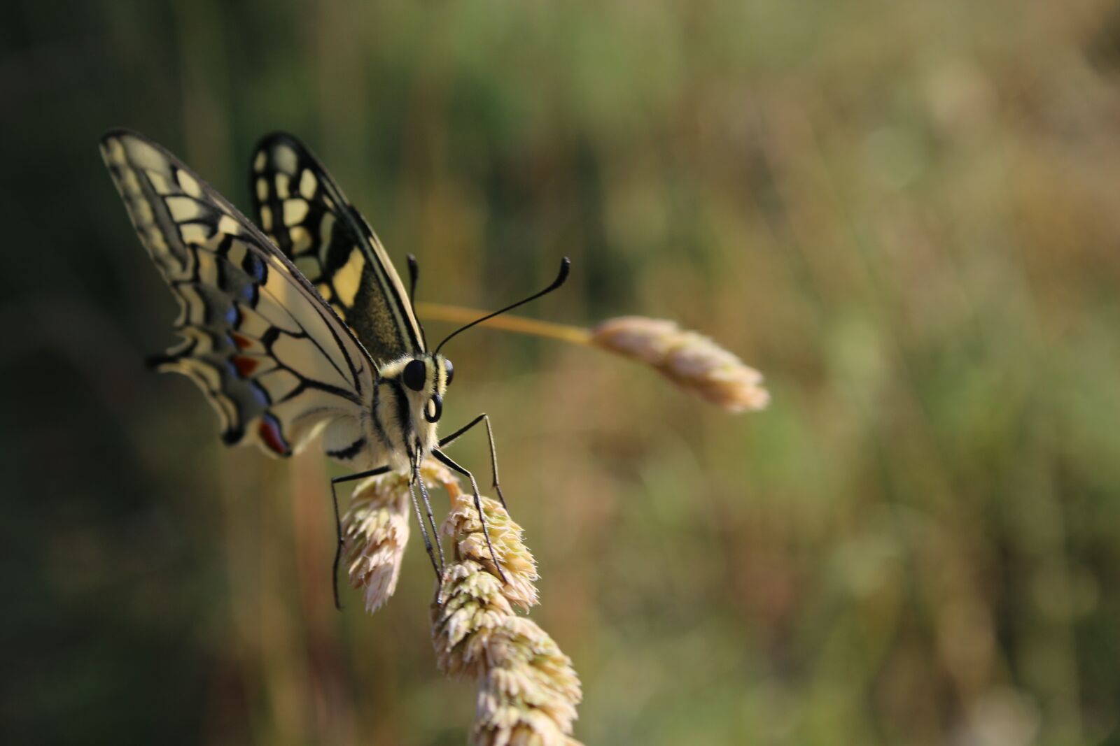 Canon EOS 70D + Canon EF-S 18-55mm F3.5-5.6 II sample photo. Butterfly, drexel, summer photography