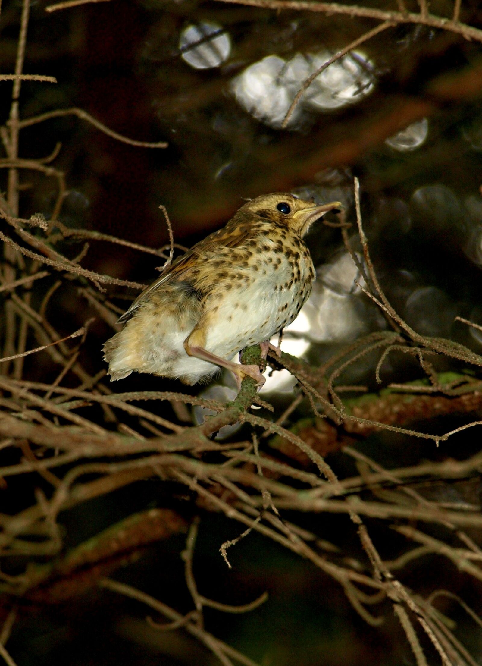 Olympus E-510 (EVOLT E-510) sample photo. Birds, nature, slovakia photography