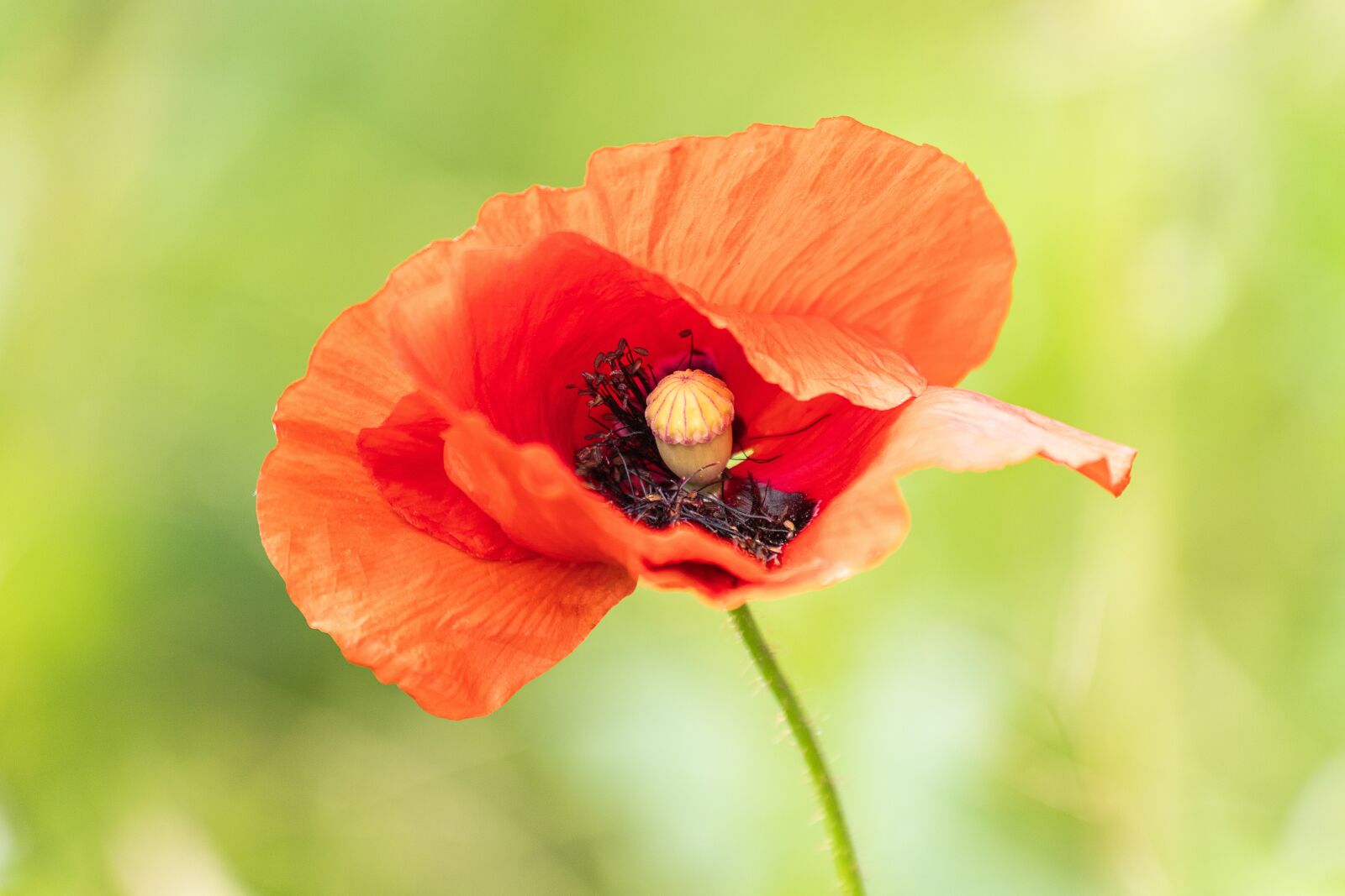 Canon EF 70-300mm F4-5.6 IS USM sample photo. Poppy, klatschmohn, red photography