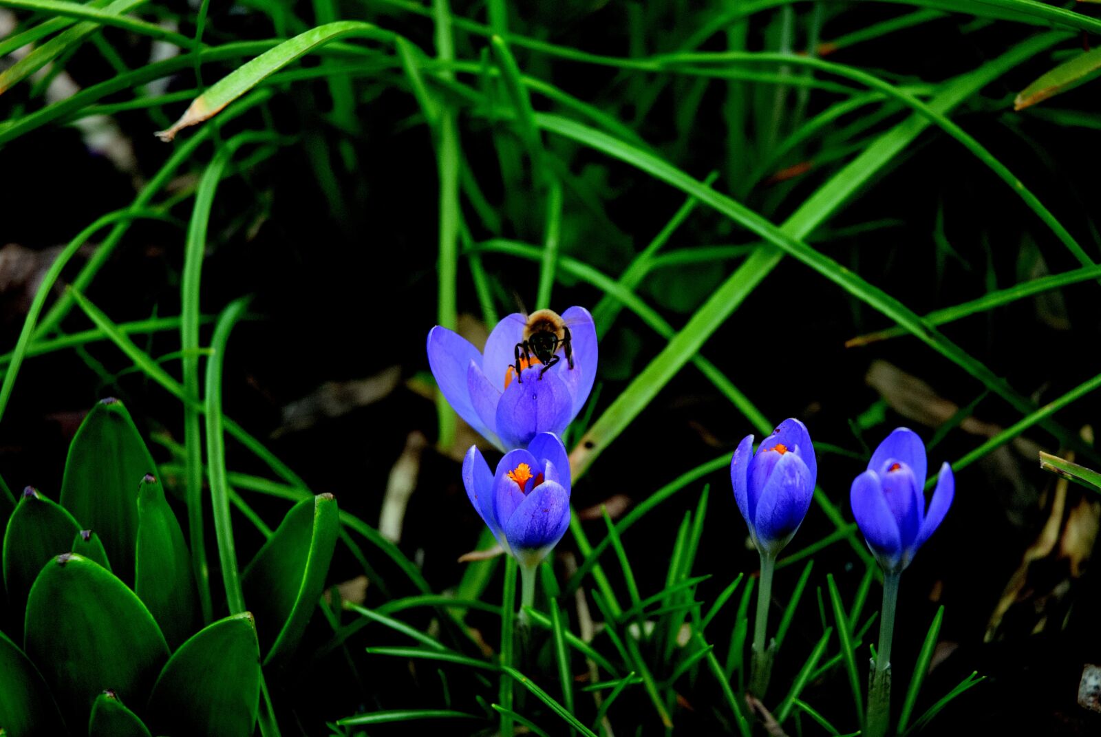 Nikon D200 sample photo. Bee, crocus, blossom photography