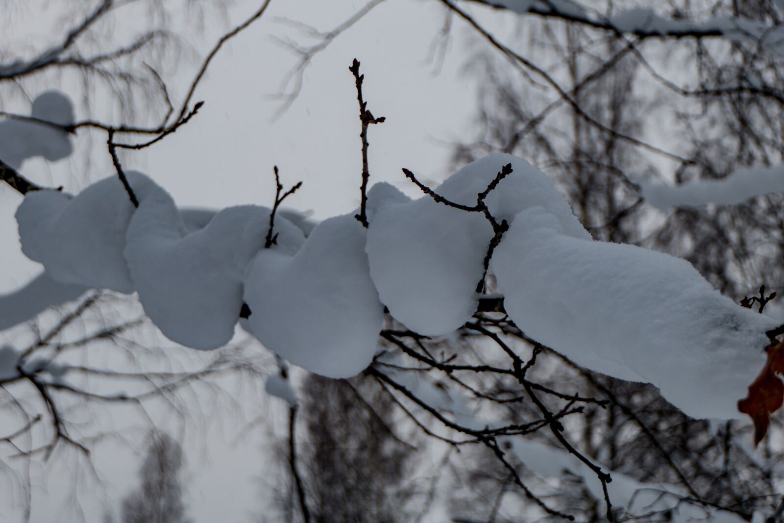 Panasonic Lumix DMC-FZ2500 (Lumix DMC-FZ2000) sample photo. Snow, winter, cold photography