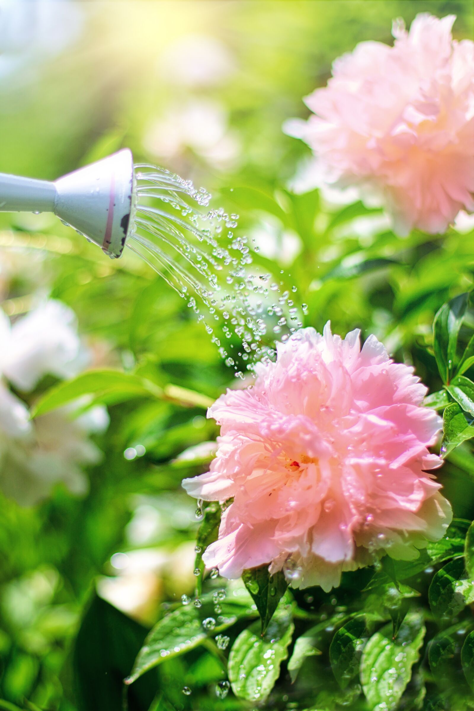Canon EF 50mm F1.4 USM sample photo. Watering, flowers, peonies photography