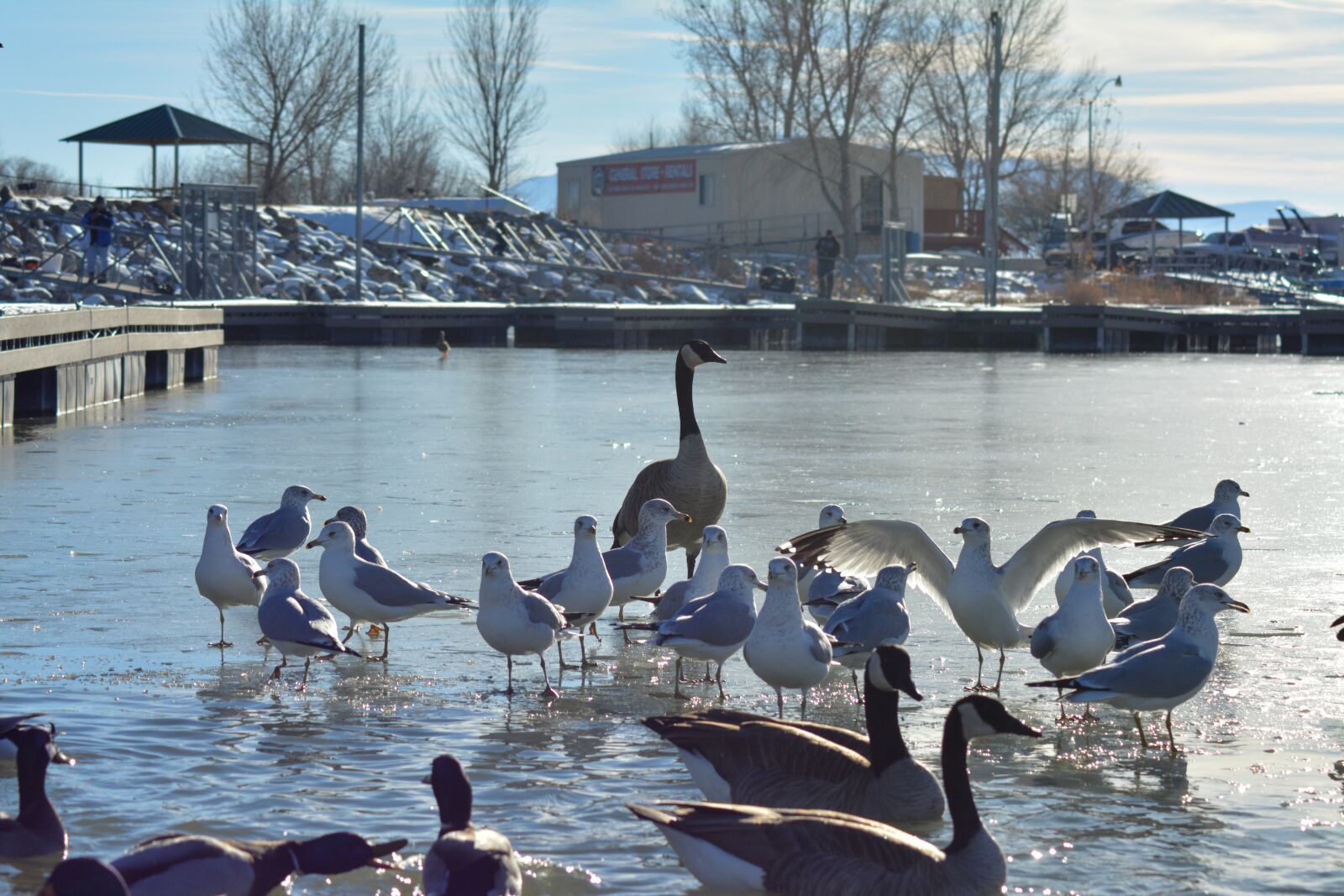 Nikon D5200 sample photo. Ducks, geese, lake photography