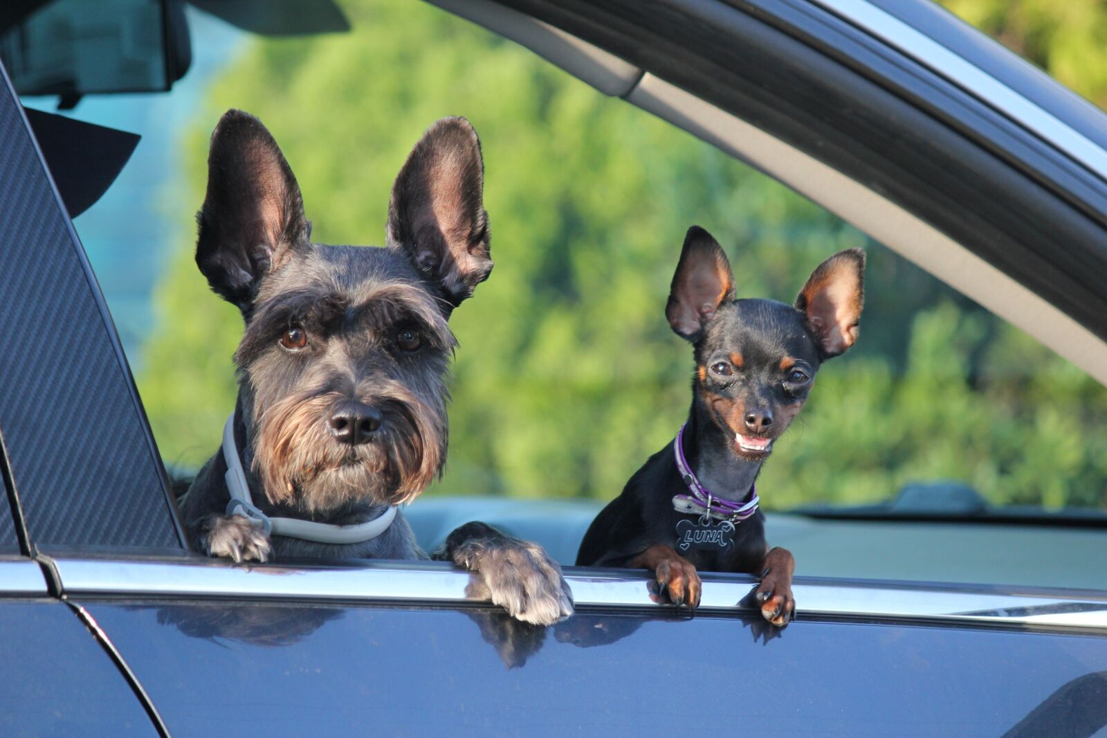 Canon EOS 550D (EOS Rebel T2i / EOS Kiss X4) sample photo. People, dogs, animals photography