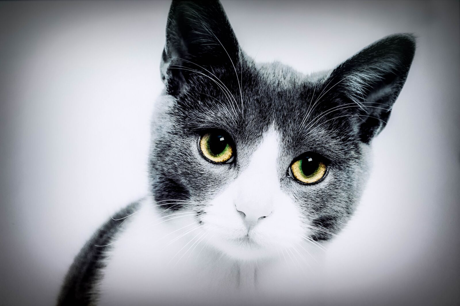 Nikon D300S sample photo. Cat, yellow eyes, domestic photography