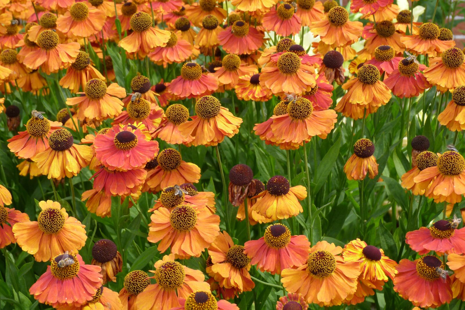 Panasonic Lumix DMC-FZ40 (Lumix DMC-FZ45) sample photo. Helenium, orange, flowers photography