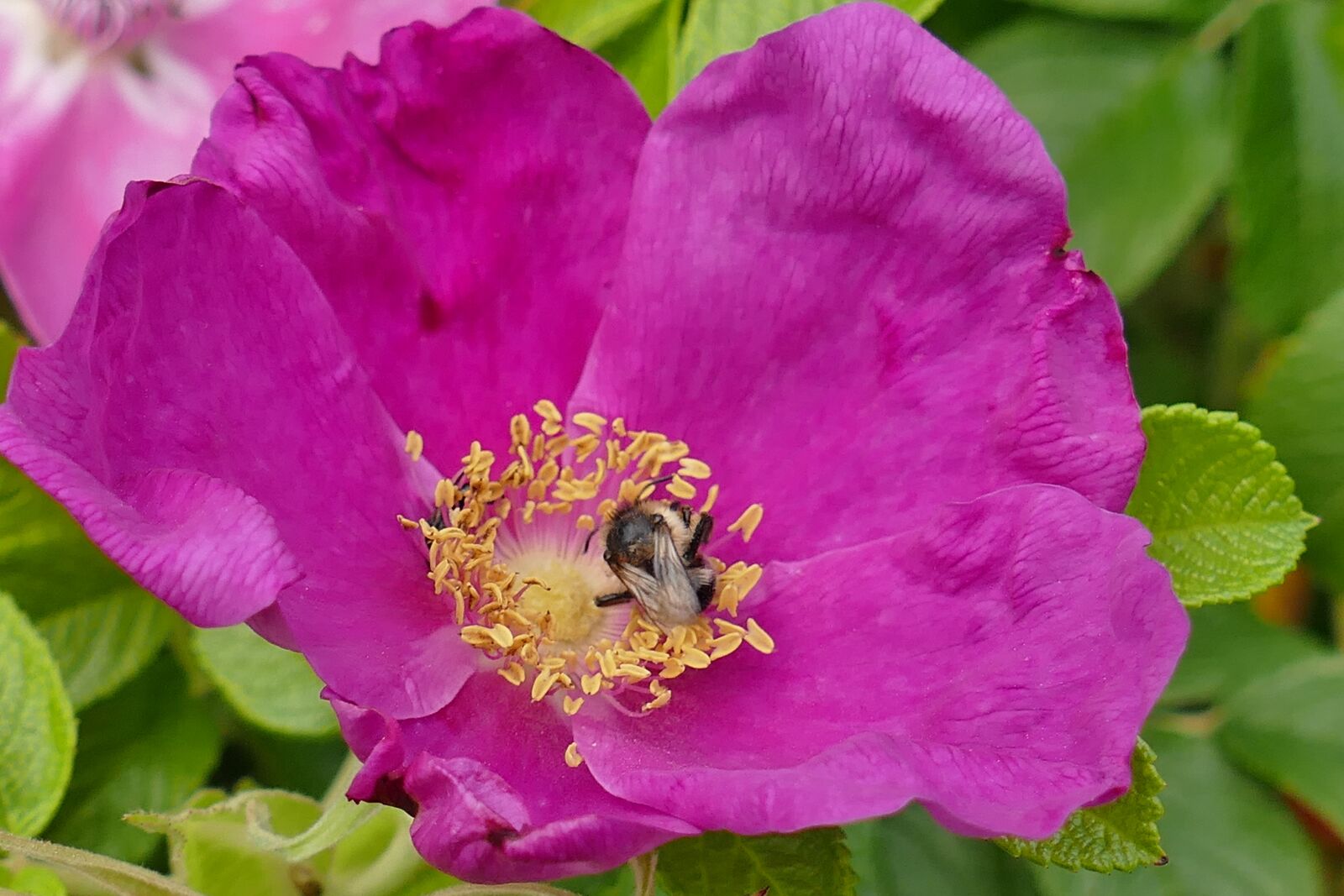 Panasonic Lumix DMC-FZ1000 sample photo. Bee, rose hip, plant photography