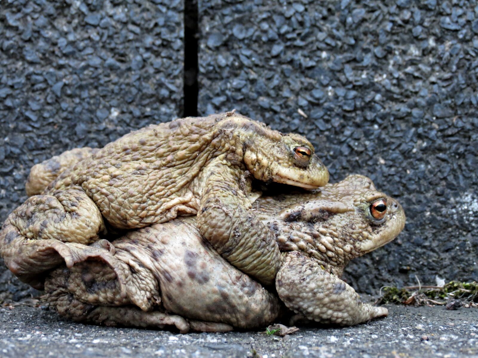 Canon PowerShot SX40 HS sample photo. Toads, hike, pair photography