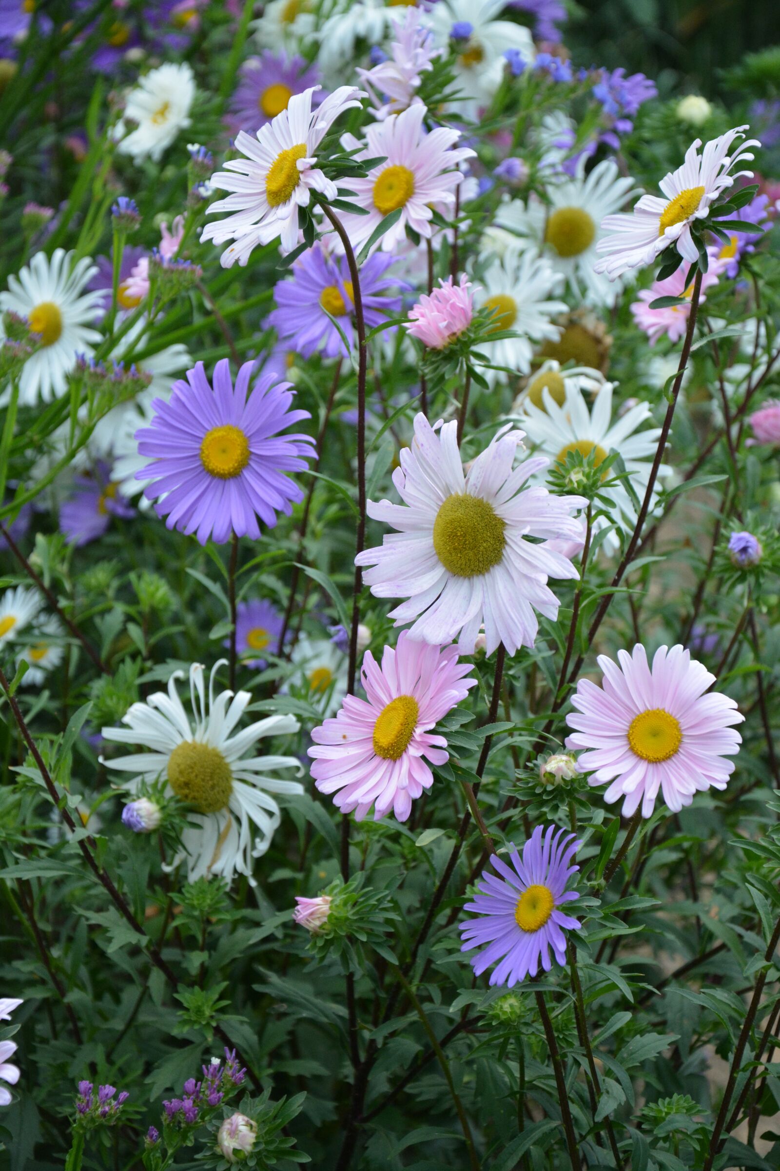 Nikon D5200 sample photo. Flowers, massif, parterre photography