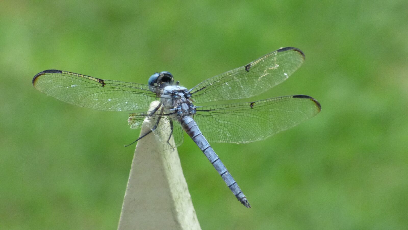 Panasonic DMC-FZ72 sample photo. Dragonfly, wings, insect photography