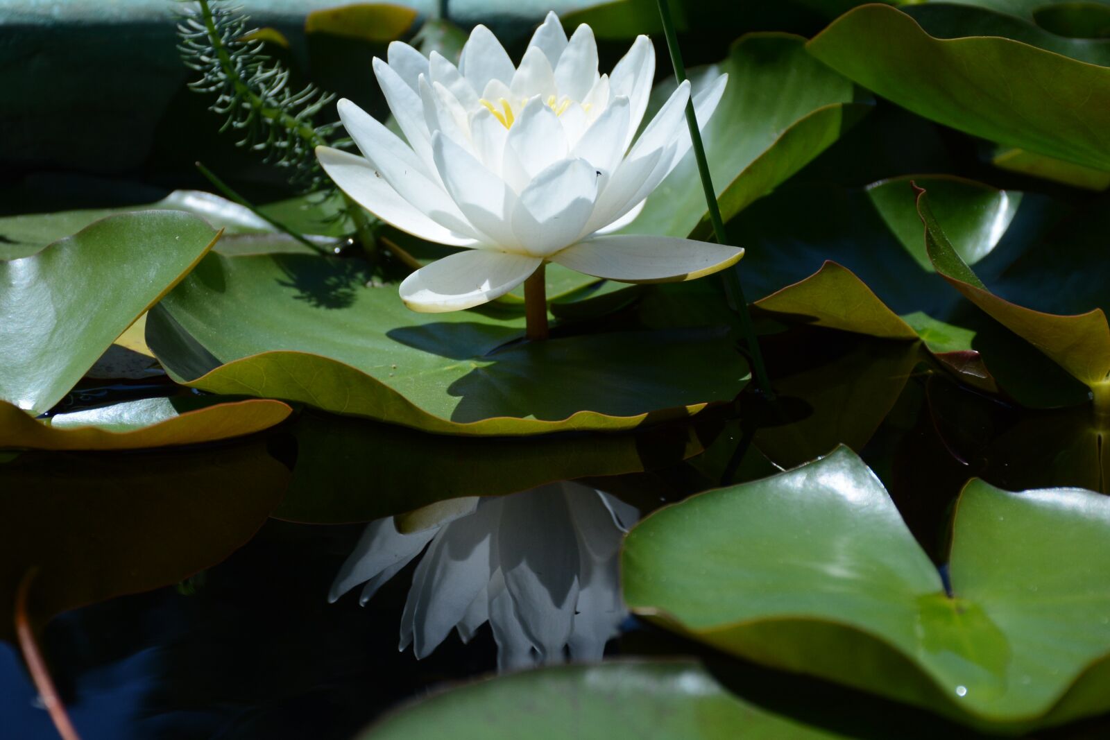 Nikon D7100 sample photo. Water lily snow-white, white photography