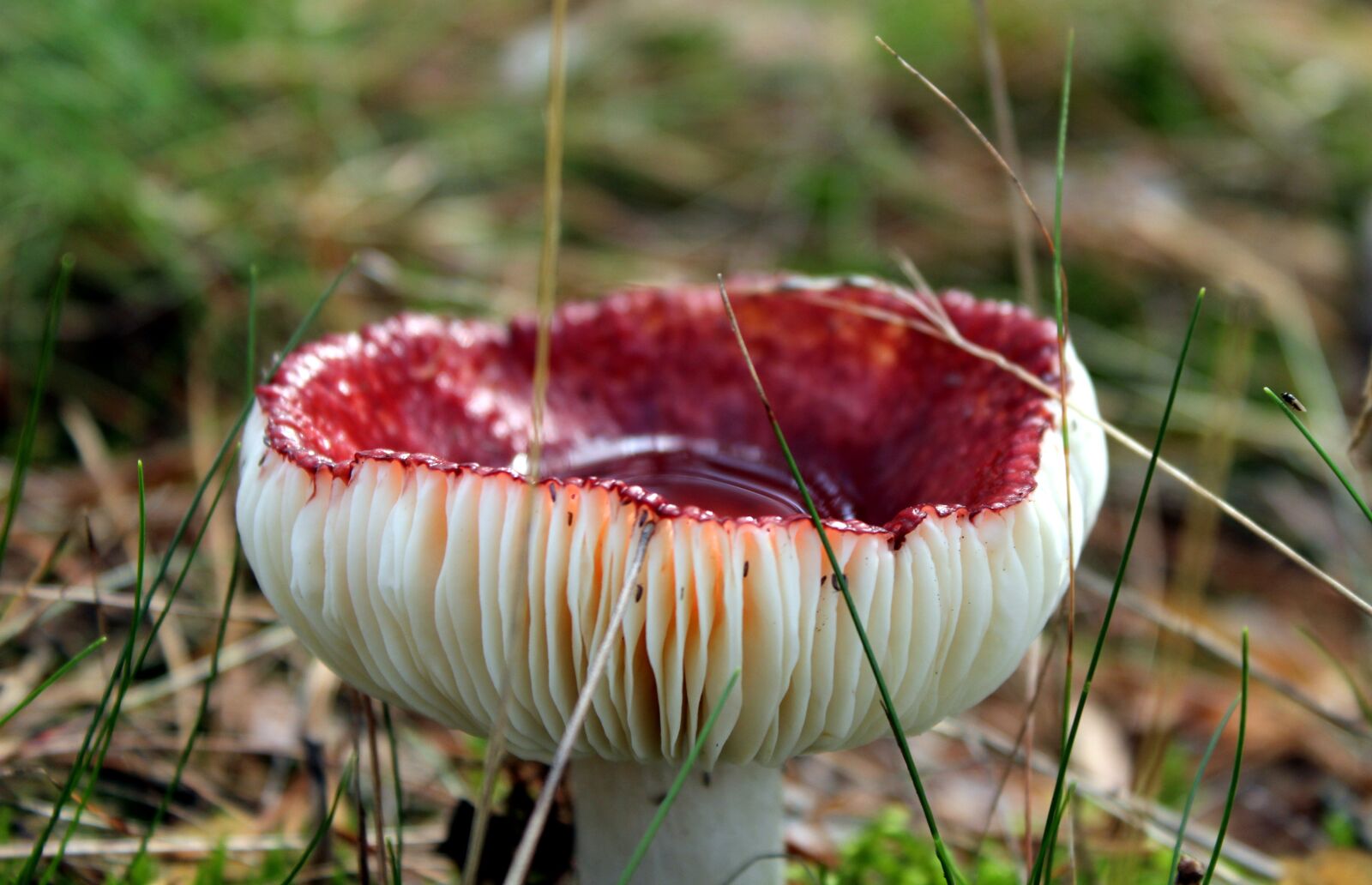 Canon EOS 1200D (EOS Rebel T5 / EOS Kiss X70 / EOS Hi) sample photo. Mushroom, amanita, red photography