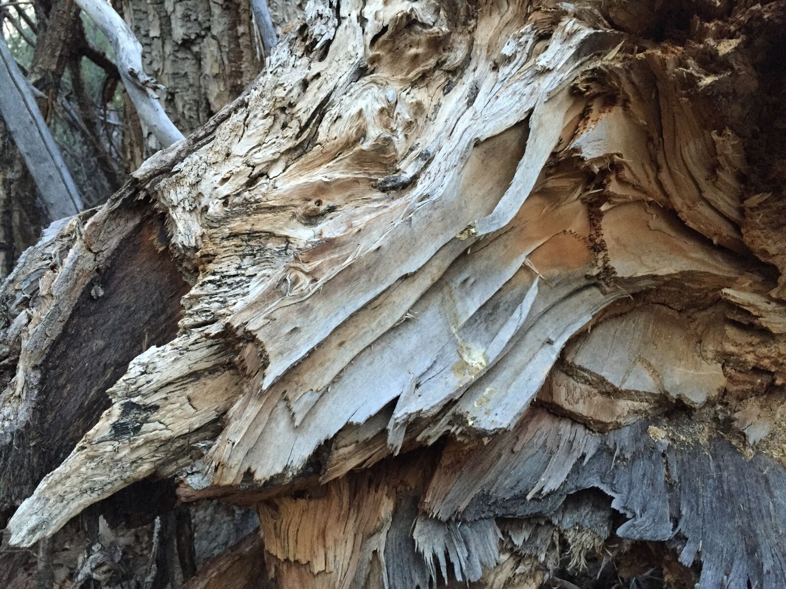 iPhone 6 back camera 4.15mm f/2.2 sample photo. Dead tree, still life photography