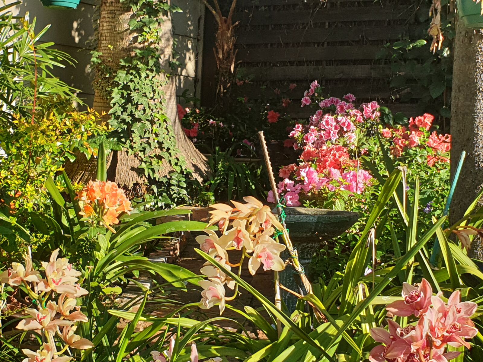 Samsung Galaxy S9 sample photo. Pretty, orchids, garden photography