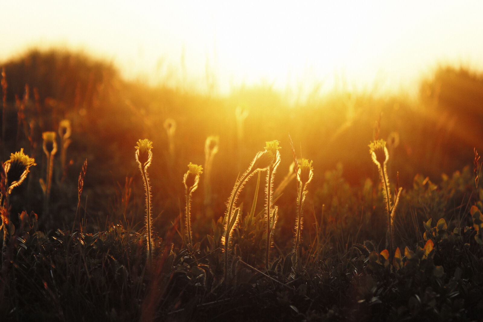 Canon EOS 600D (Rebel EOS T3i / EOS Kiss X5) sample photo. Babia, hora, flowers, morning photography