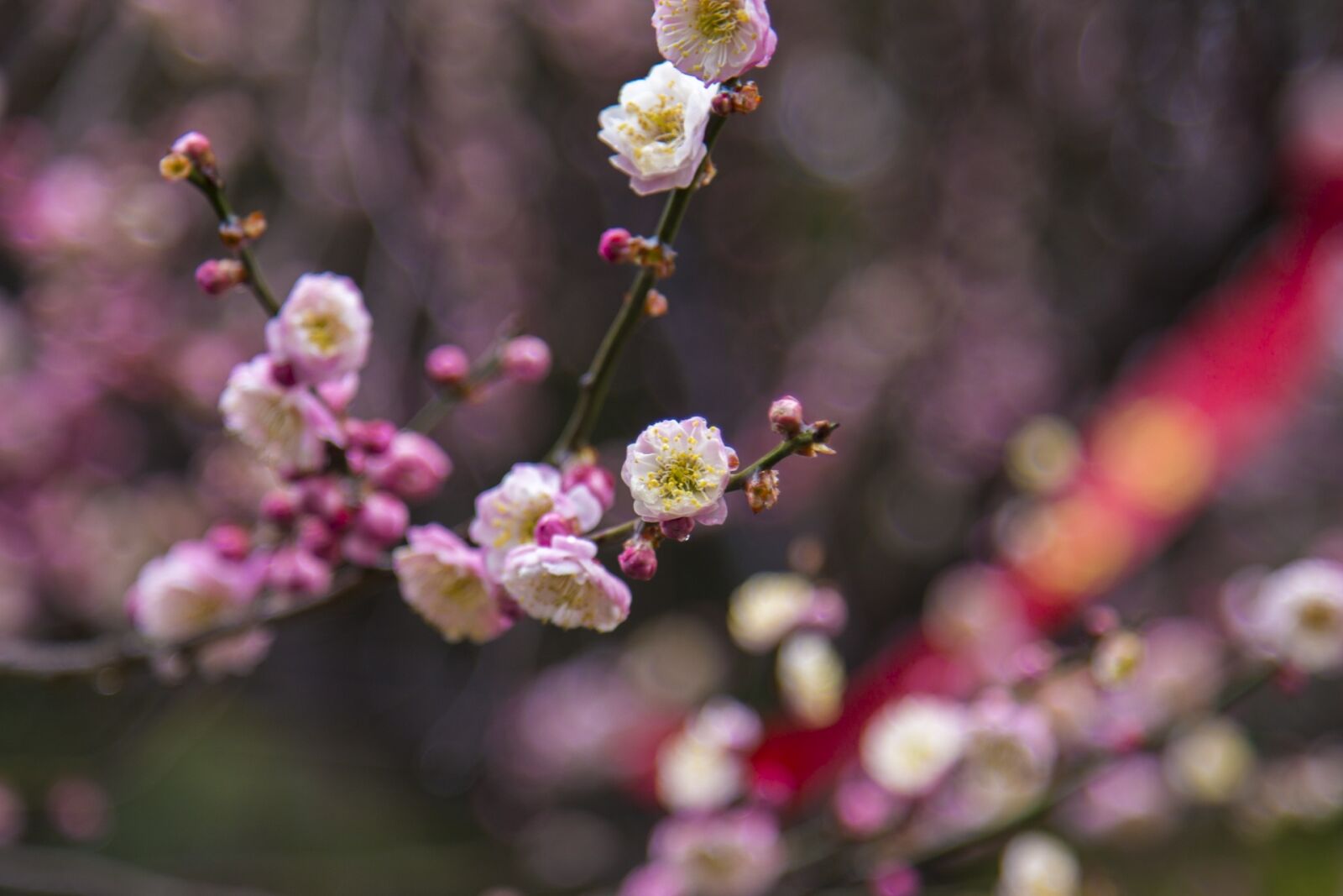 Canon EF 24-105mm F4L IS USM sample photo. Plum blossom, wuxi, plum photography
