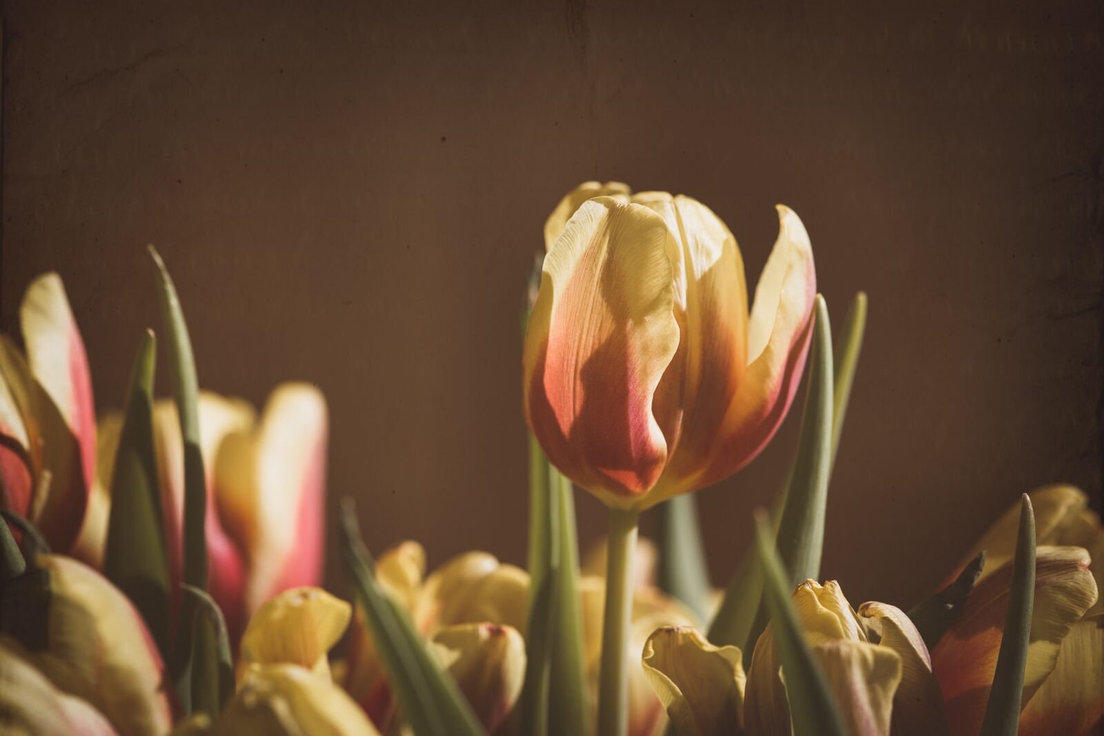 Nikon D750 sample photo. Tulip, flower, blossom photography