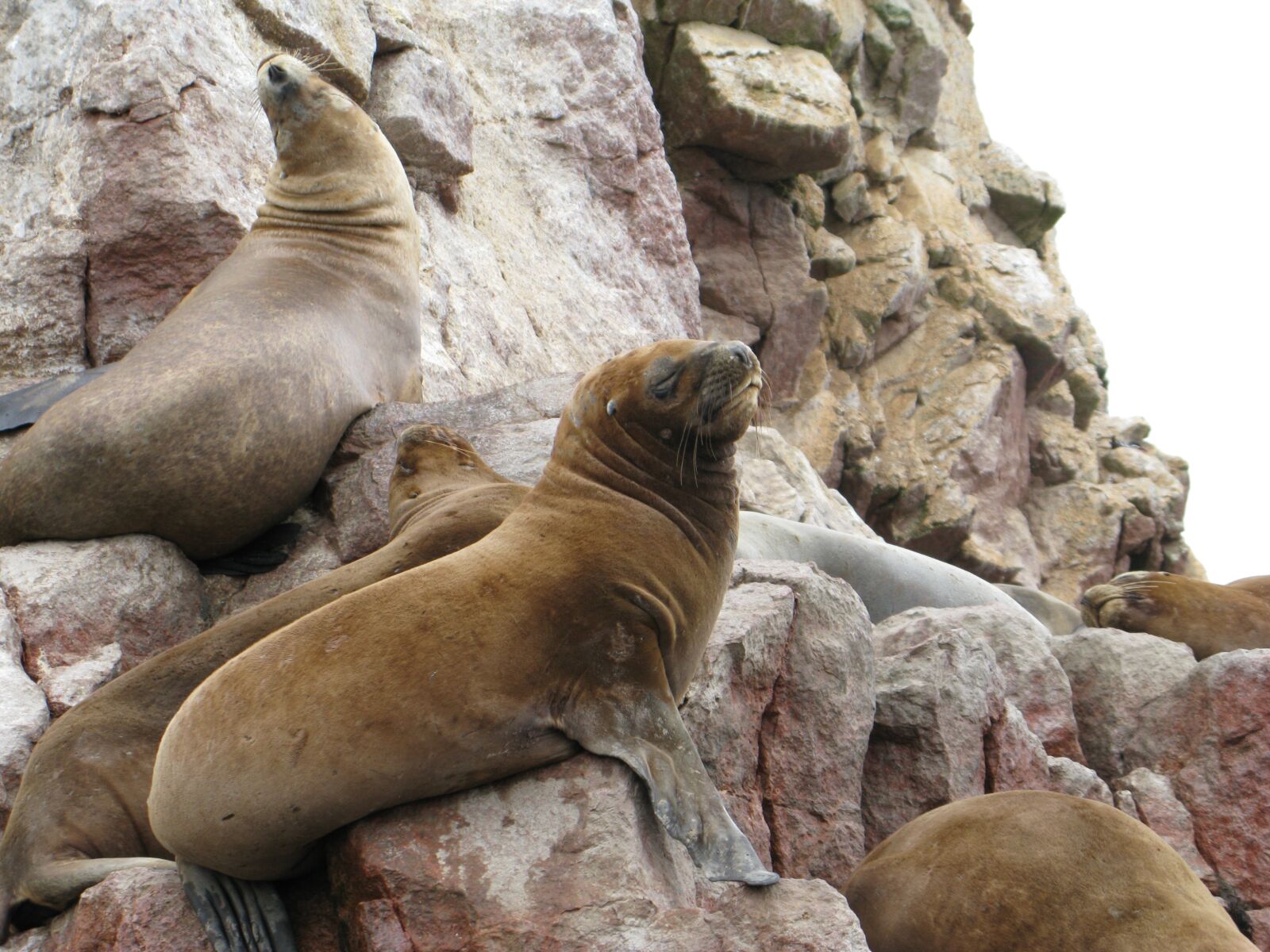 Canon POWERSHOT G9 sample photo. Sea ​​lions, pisco, paracas photography