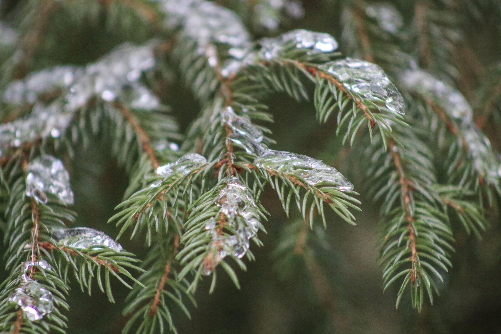 Canon EF 75-300mm f/4-5.6 sample photo. Snow, trees, winter photography