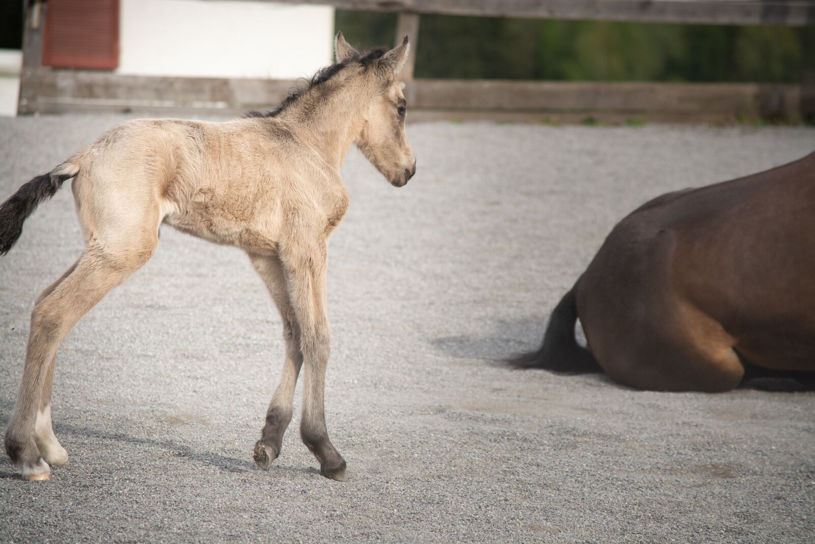 Nikon D7100 sample photo. Foal, horse, pony photography
