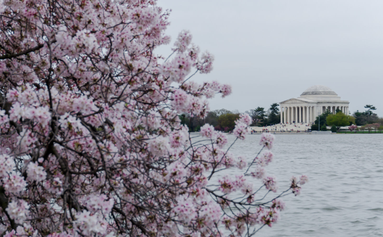 Sony a6000 sample photo. Blossom, washingtondc, photography, thomasjeffersonmemorial photography