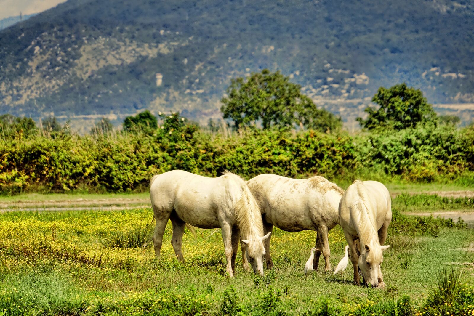 Sony Cyber-shot DSC-RX10 III sample photo. Horses, freedom, nature park photography