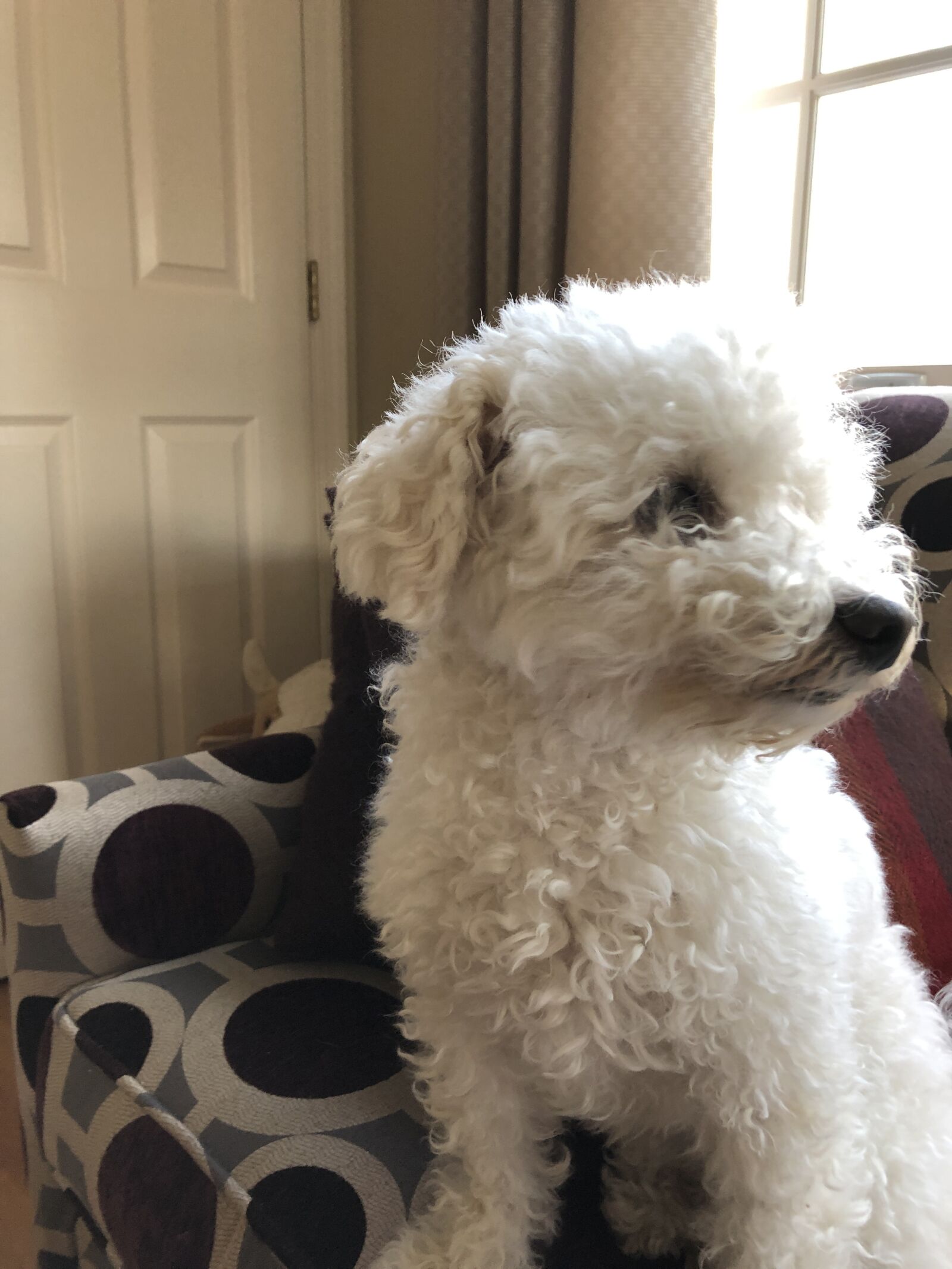 iPhone 8 back camera 3.99mm f/1.8 sample photo. Dog, bichon frise, pet photography